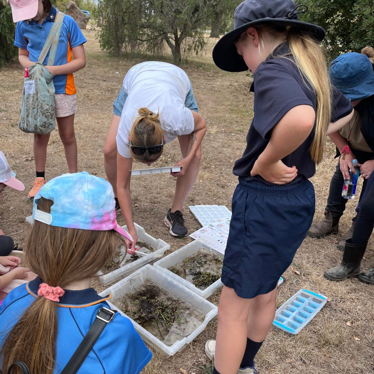 Begonia Guides Wendouree Wetlands